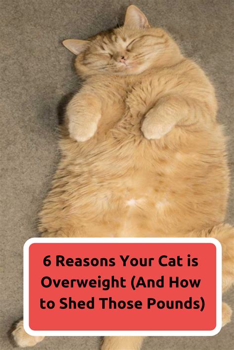 overweight cat diet.